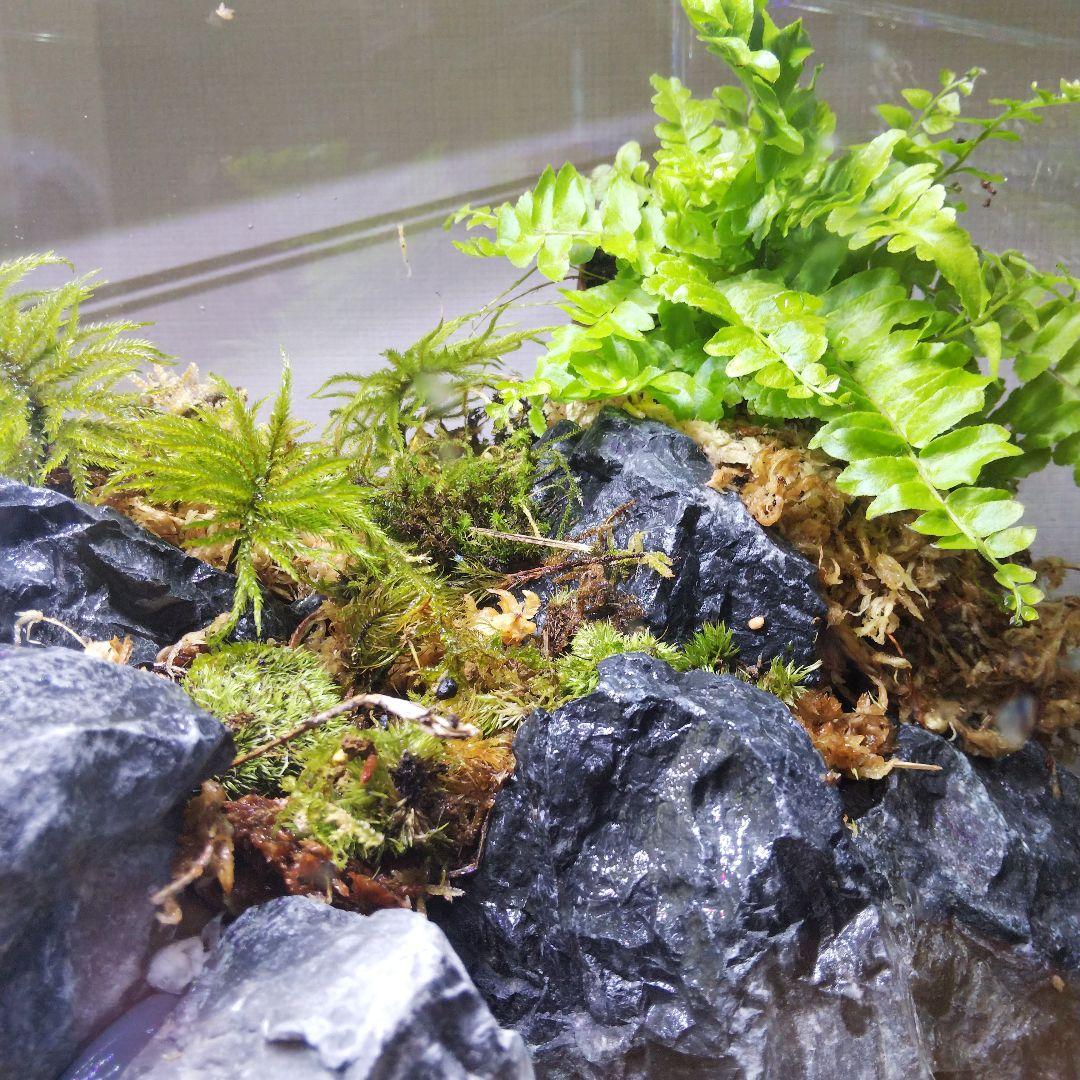 【完成品】アクアテラリウム　カニリウム　イモリウム　苔　水槽　苔テラリウム