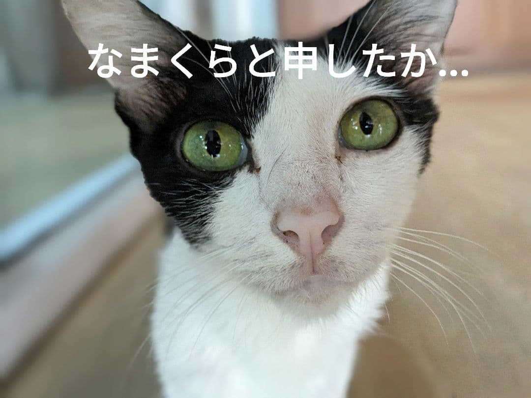 【マジモノ…】動物の〇ちゃんを素材としたプラクルアン？呪物？すごい金運＆幸運…