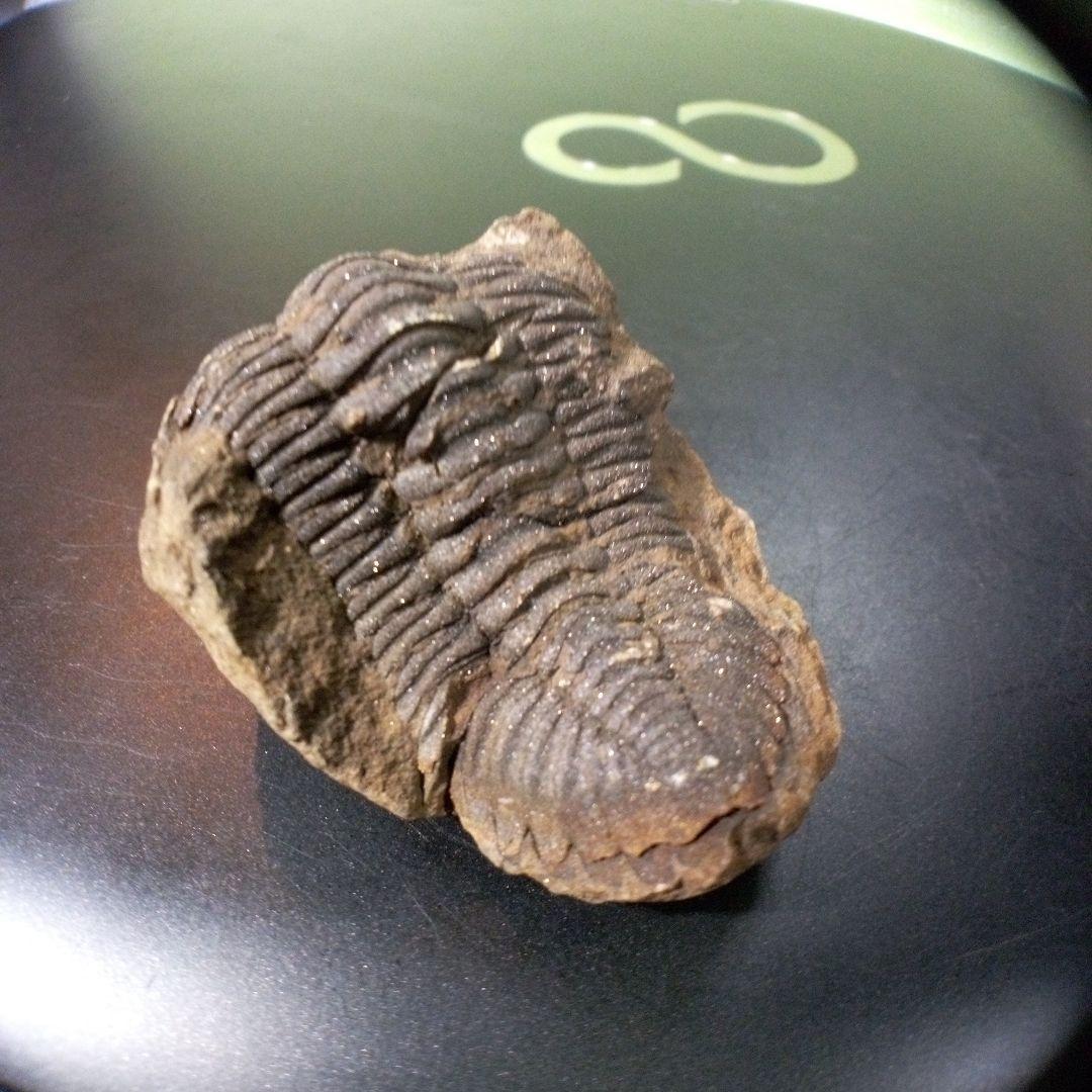 三葉虫　化石　fossil　ボリビア産　トライロバイト　Fossil番号②