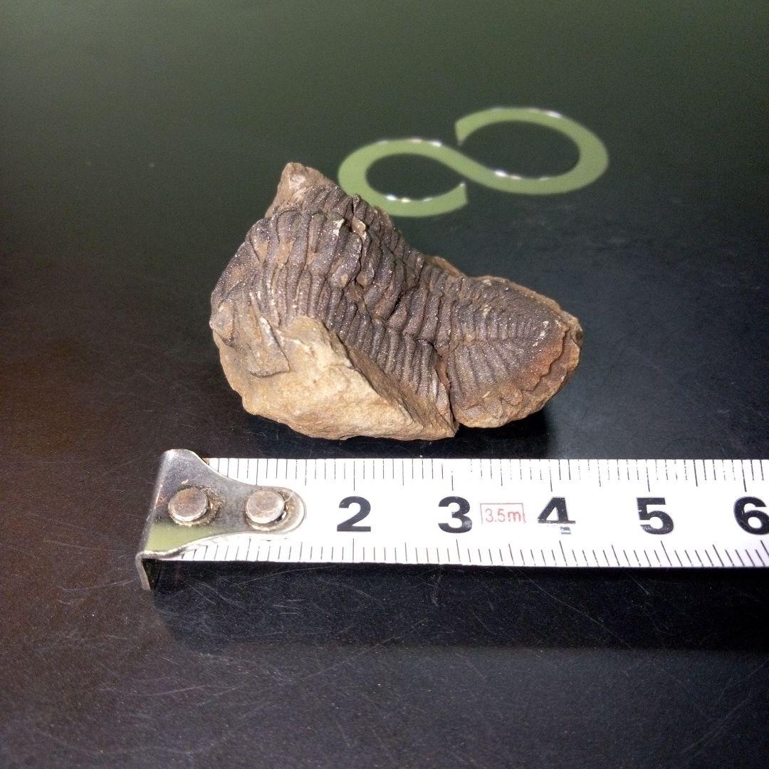 三葉虫　化石　fossil　ボリビア産　トライロバイト　Fossil番号②