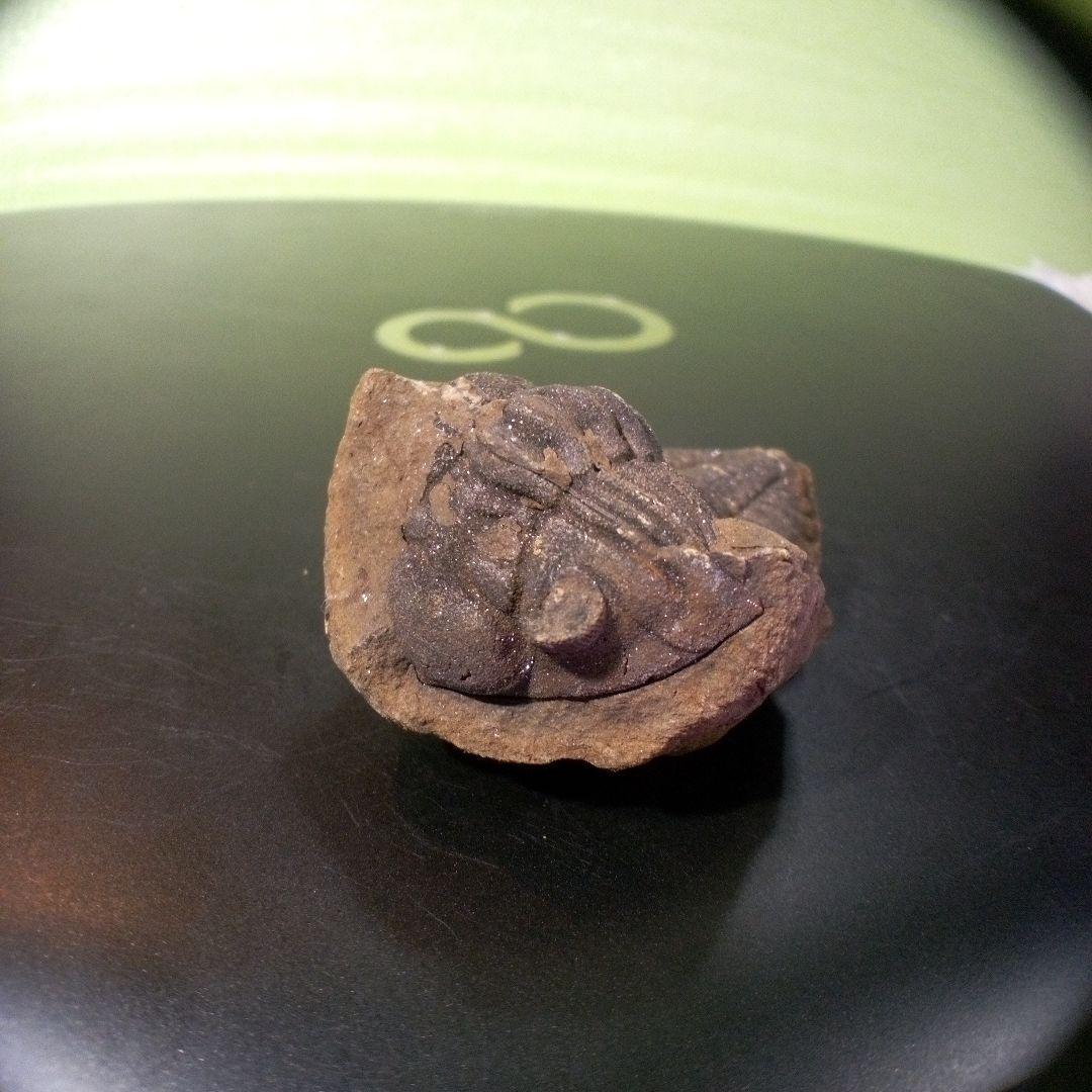 三葉虫　化石　fossil　ボリビア産　トライロバイト　Fossil番号②