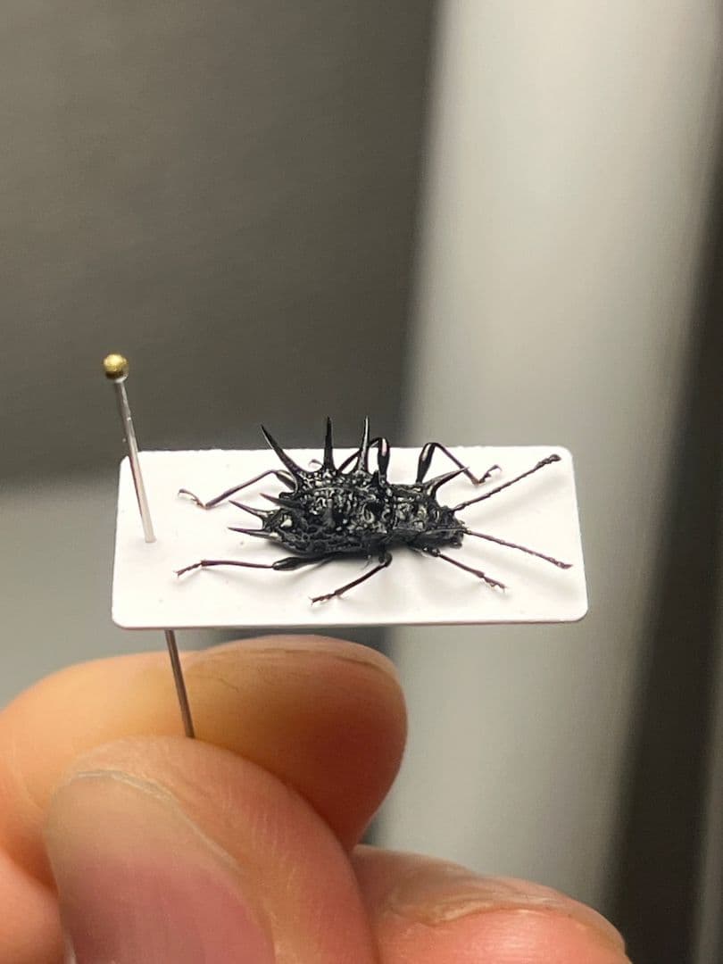 トゲトゲテントウムシダマシ 昆虫標本 Cacodaemonフトタマムシ
