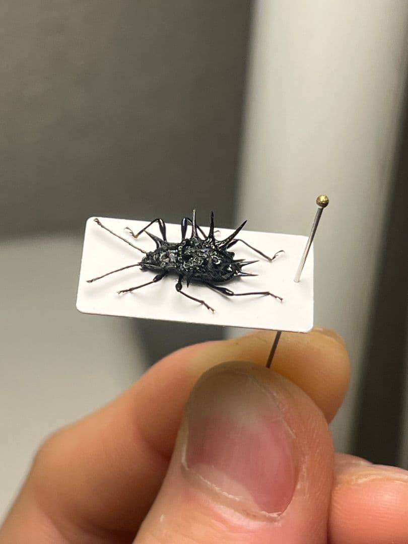 トゲトゲテントウムシダマシ 昆虫標本 Cacodaemonフトタマムシ