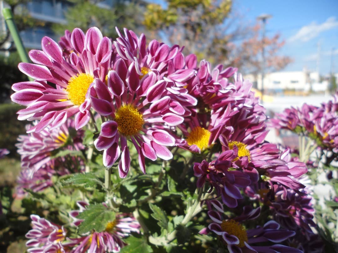 実写美⭕️【動作確認済】SONY Cyber−Shot DSC-W350