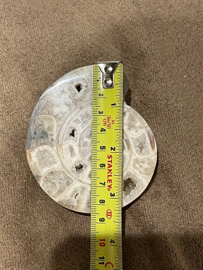 オウムガイ　化石