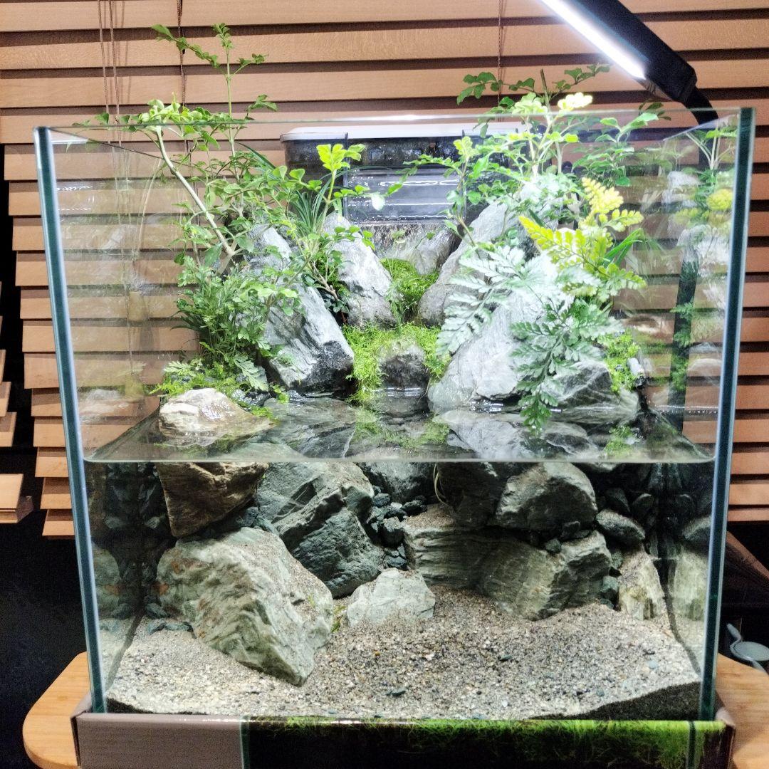 【アクアテラリウム完成品】渓流アクアリウム＋テラリウム30cmキューブ水槽