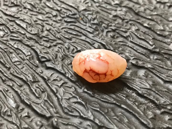 ゴビ石−574 ゴビ瑪瑙　原石　地表　血脈