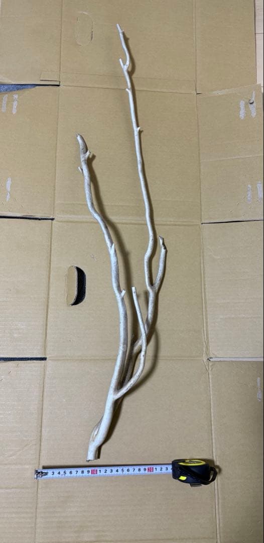 珊瑚　深海松 レインボーコーラル 原木 希少