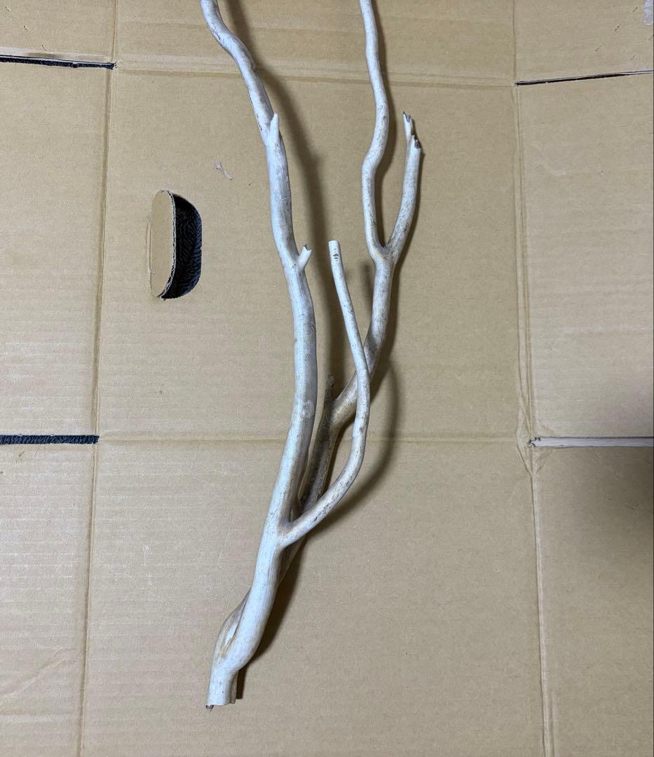 珊瑚　深海松 レインボーコーラル 原木 希少