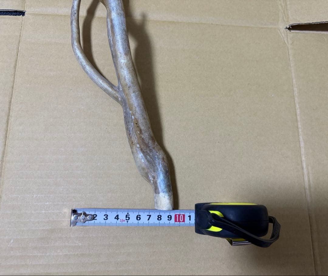 珊瑚　深海松 レインボーコーラル 原木 希少