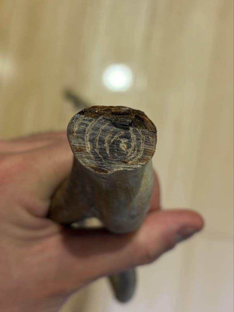 珊瑚　深海松 レインボーコーラル 原木 希少