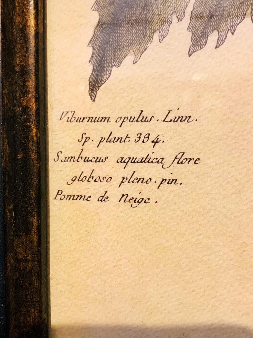 フランス　アンティーク　フレーム　絵