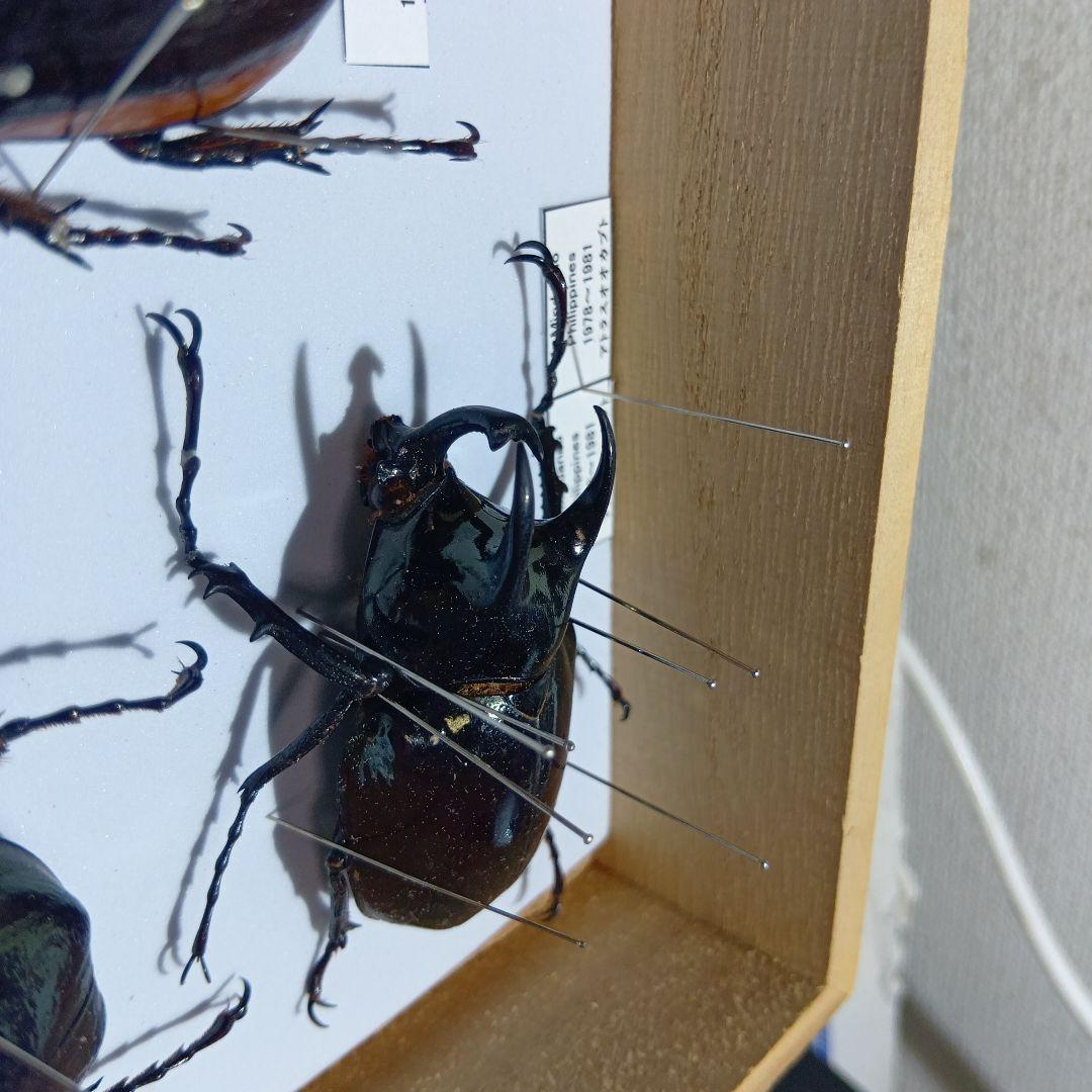 アトラスオオカブト、その他カブトムシ標本