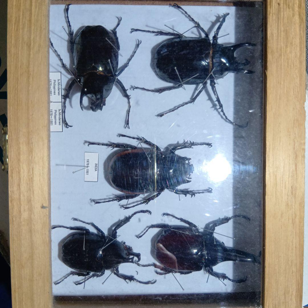 アトラスオオカブト、その他カブトムシ標本
