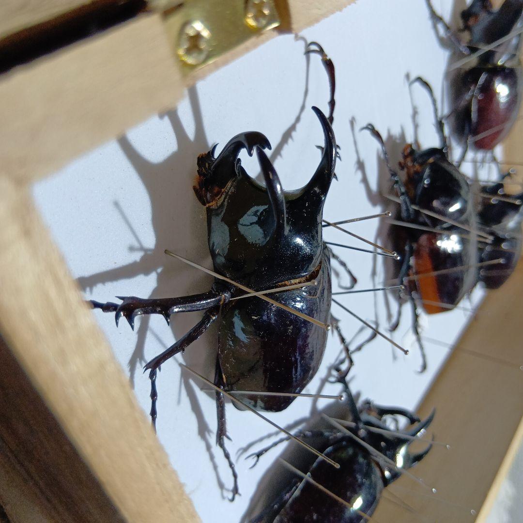 アトラスオオカブト、その他カブトムシ標本