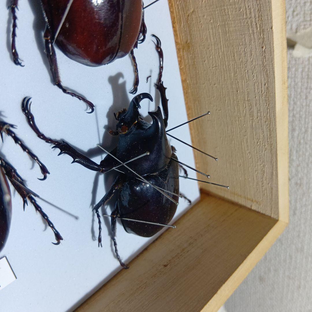 アトラスオオカブト、その他カブトムシ標本