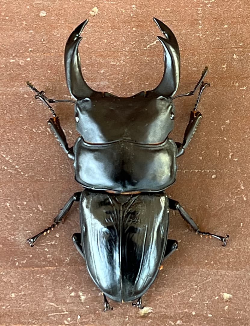 大型・美形クワガタ用　BREED菌糸ビン　NEW1500ml　6本セット／菌糸瓶