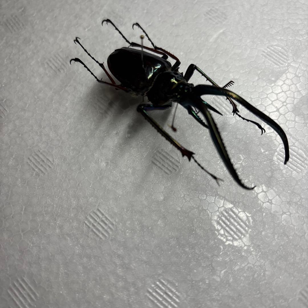 ホロメタリクス　チリクワガタ　標本