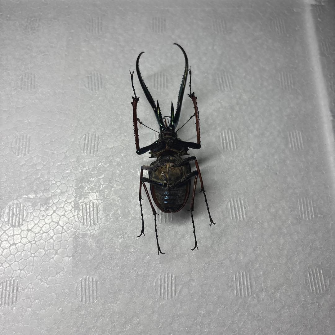 ホロメタリクス　チリクワガタ　標本
