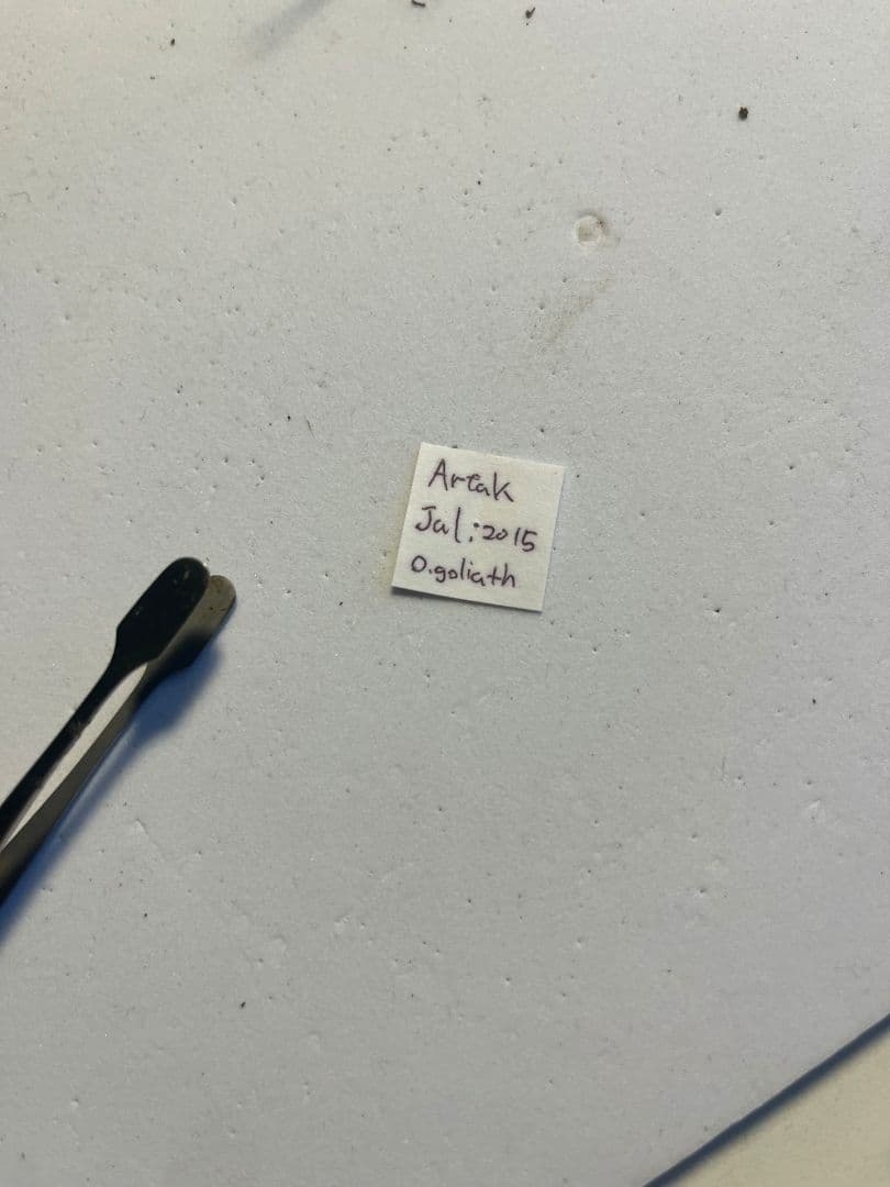 【蝶最大級】ゴライアストリバネアゲハ 外国産蝶標本 蝶 標本　メガネトリバネ