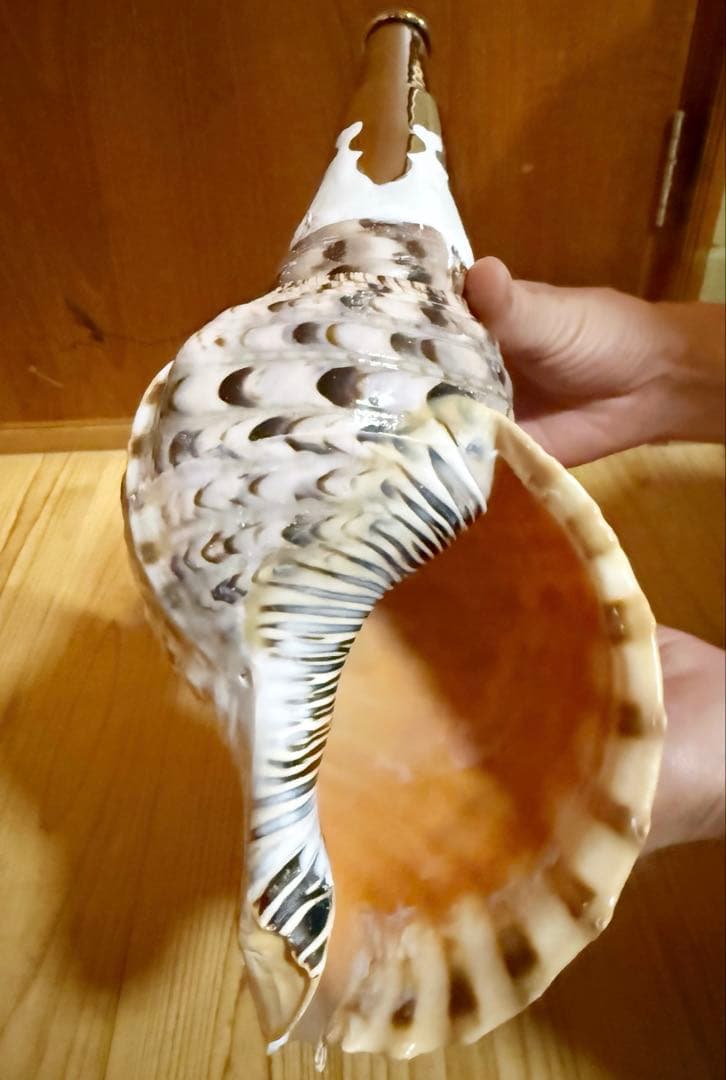 コンパクト修験道法螺貝　山伏　密教　熊よけ　魔除け❣️ホラガイ　ほら貝