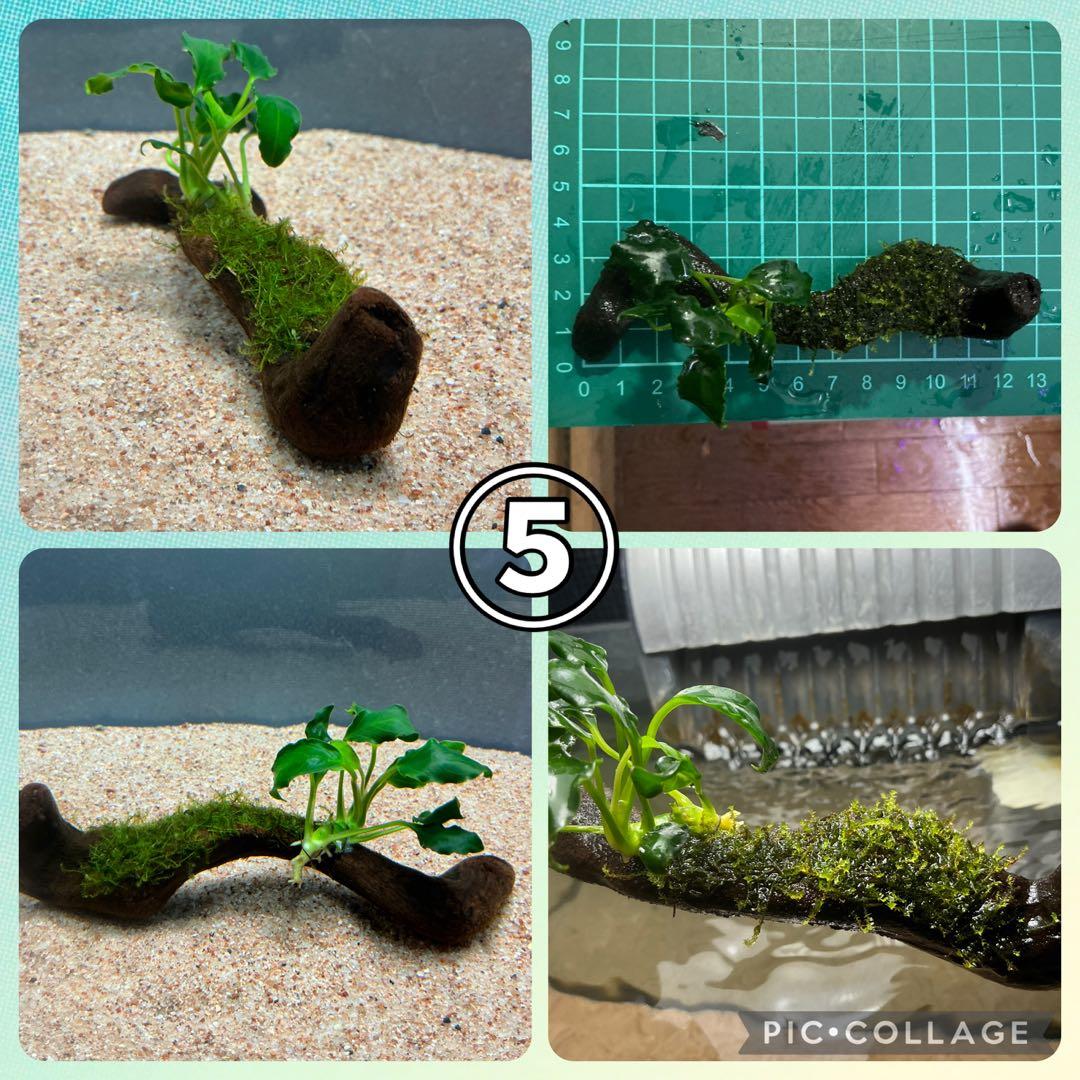 【速達】ジャイアント南米モス活着 アヌビアスボンサイ付き流木15cm