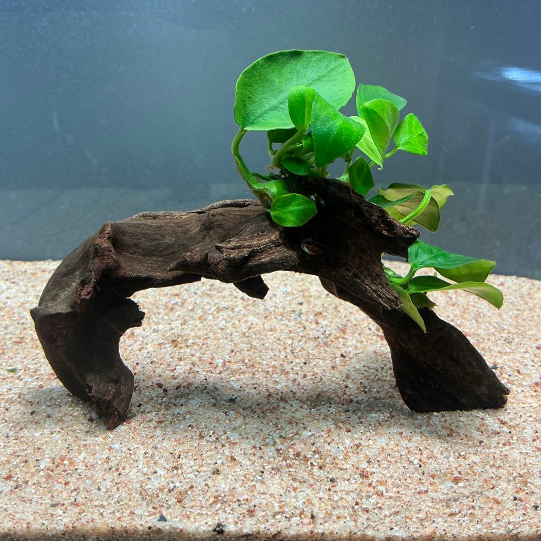 【速達】ジャイアント南米モス活着 アヌビアスボンサイ付き流木15cm