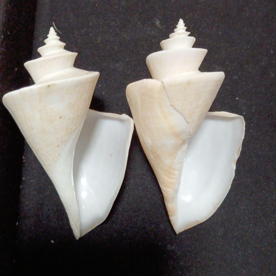 貝殻標本　チマキボラ　⑧