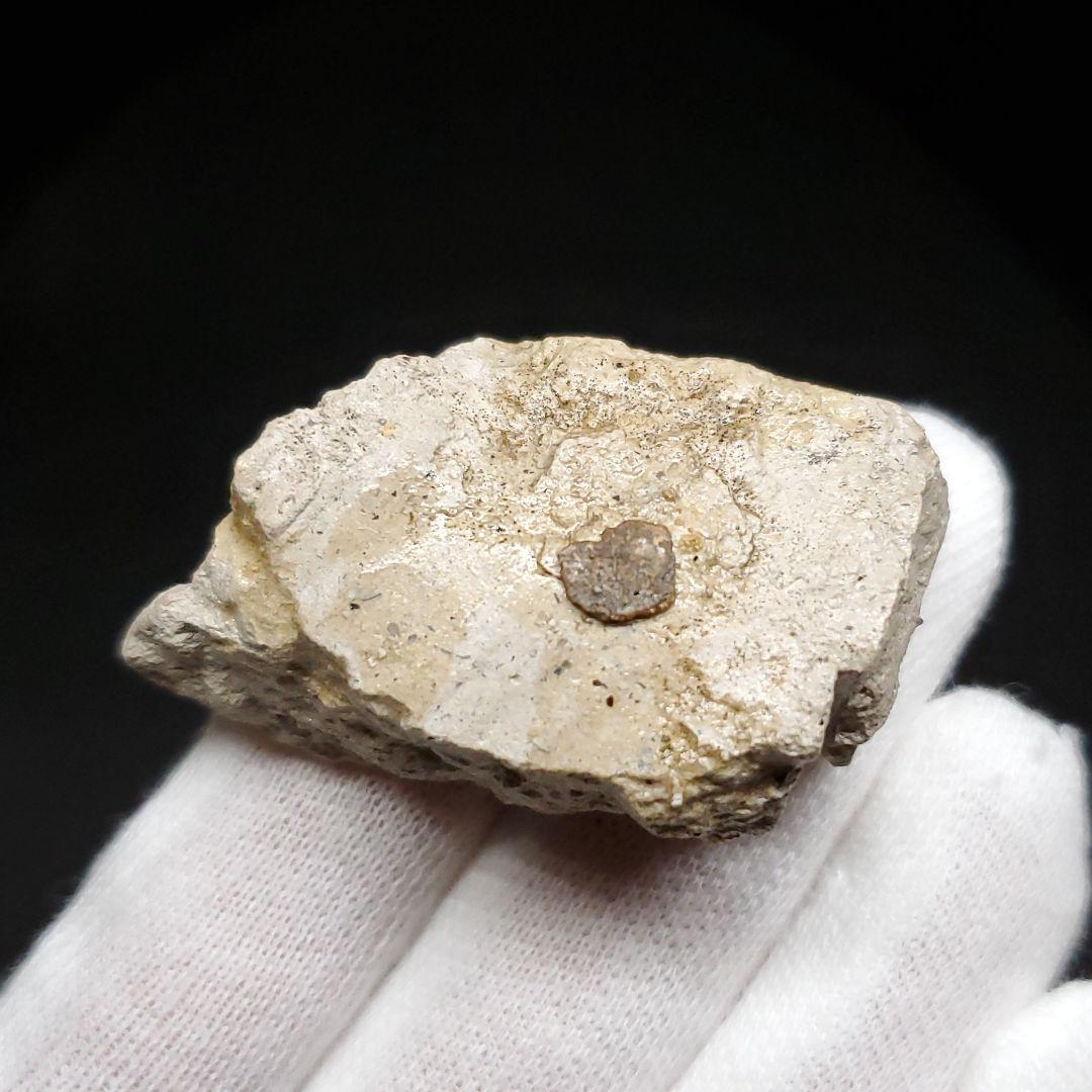 母岩付き ヌテテス 歯 本物 化石 フランス産 45.27mm  fr134