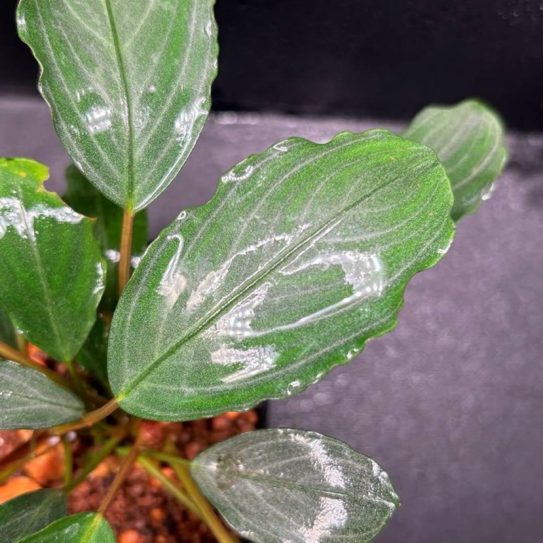 Bucephalandra sp. Pearl gray【TB】　子株