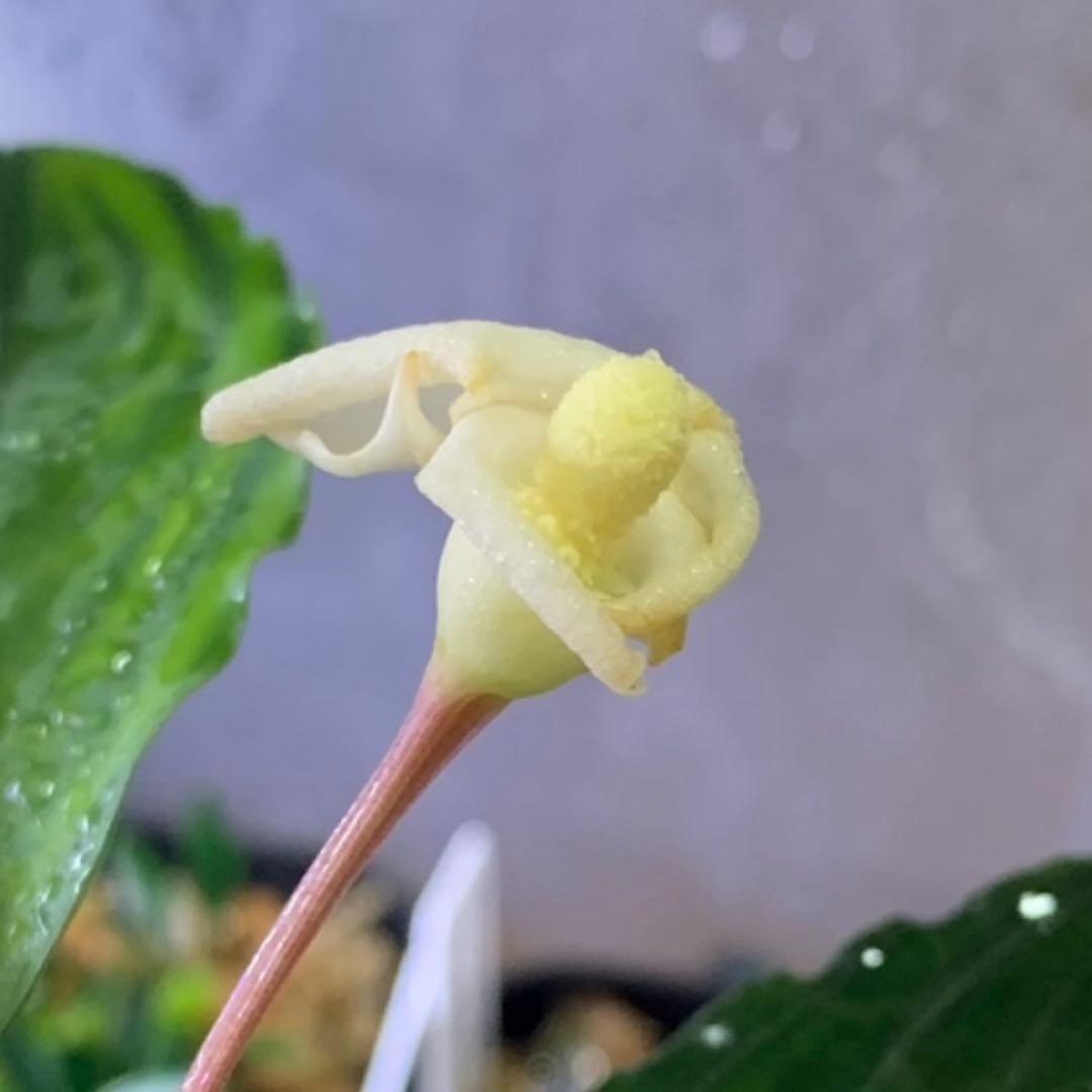 Bucephalandra sp. Pearl gray【TB】　子株