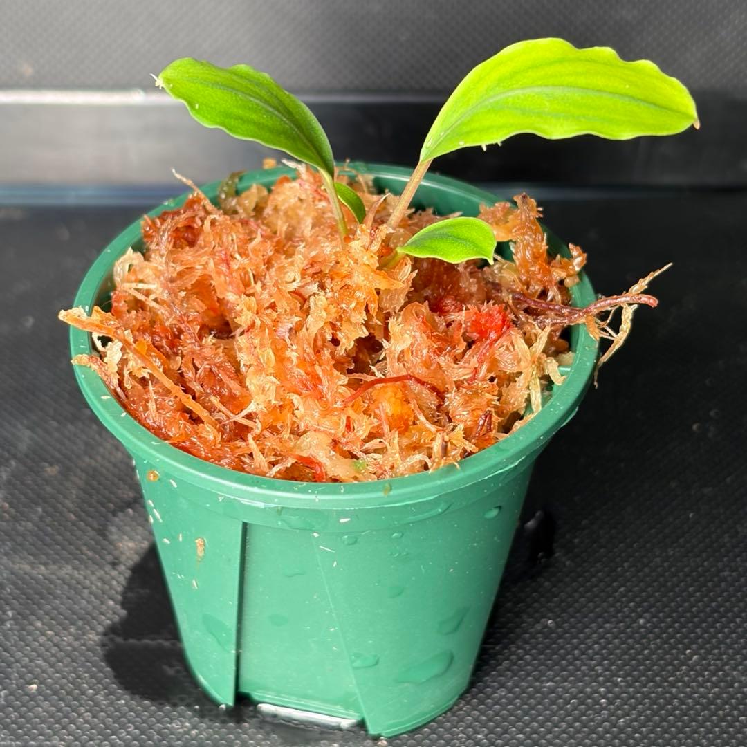 Bucephalandra sp. Pearl gray【TB】　子株