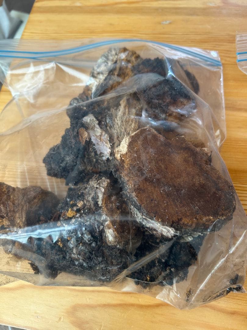 カバノアナタケ　北海道　道東産　1.5k