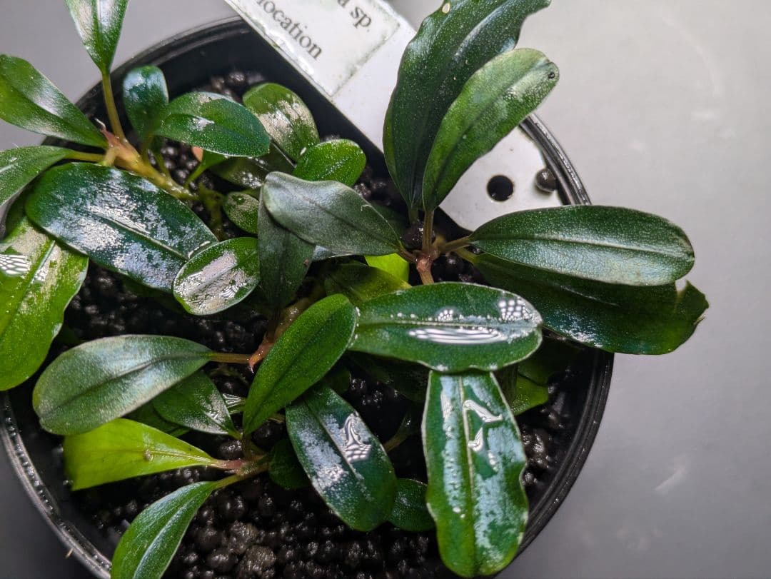 水草 Bucephalandra sp. GT-17B