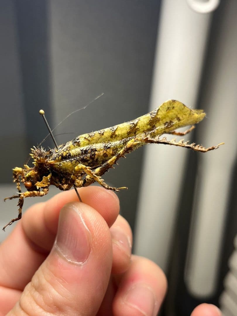 【54mm】サルオガセギスに酷似のOrthoptera sp.キリギリス バッタ