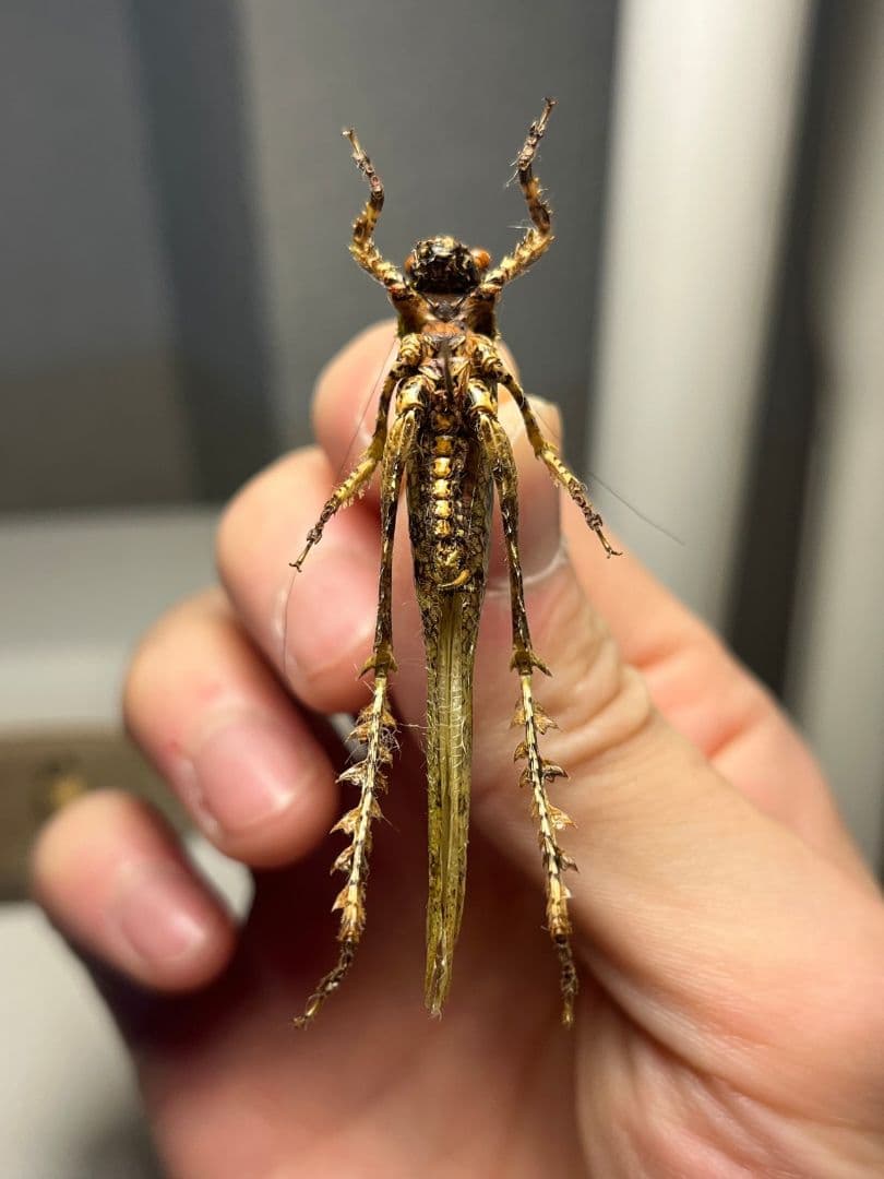 【54mm】サルオガセギスに酷似のOrthoptera sp.キリギリス バッタ