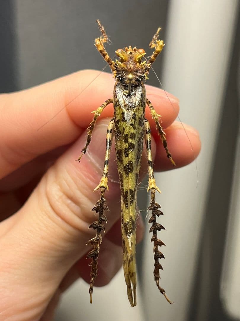 【54mm】サルオガセギスに酷似のOrthoptera sp.キリギリス バッタ