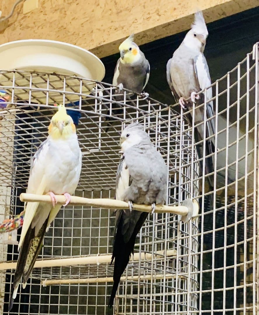 大型　鳥かご　ステンレスSUS304