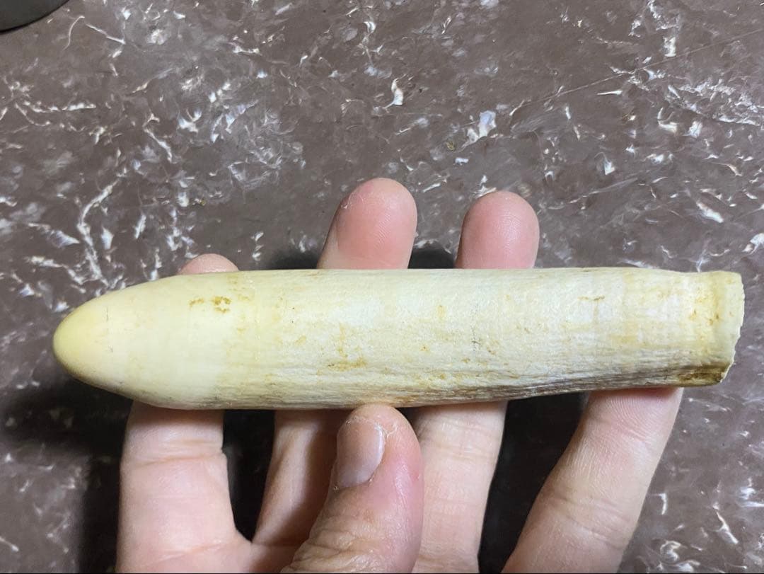 希少 マッコウクジラ 歯 89g