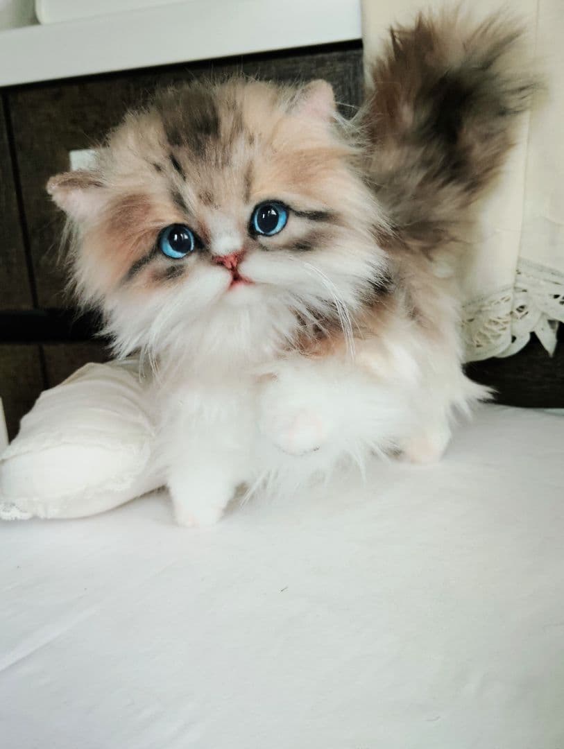 ラピちゃん御予約❤️美人ちゃん❤ブラウンタビーミヌエット子猫ちゃん❤アートドール