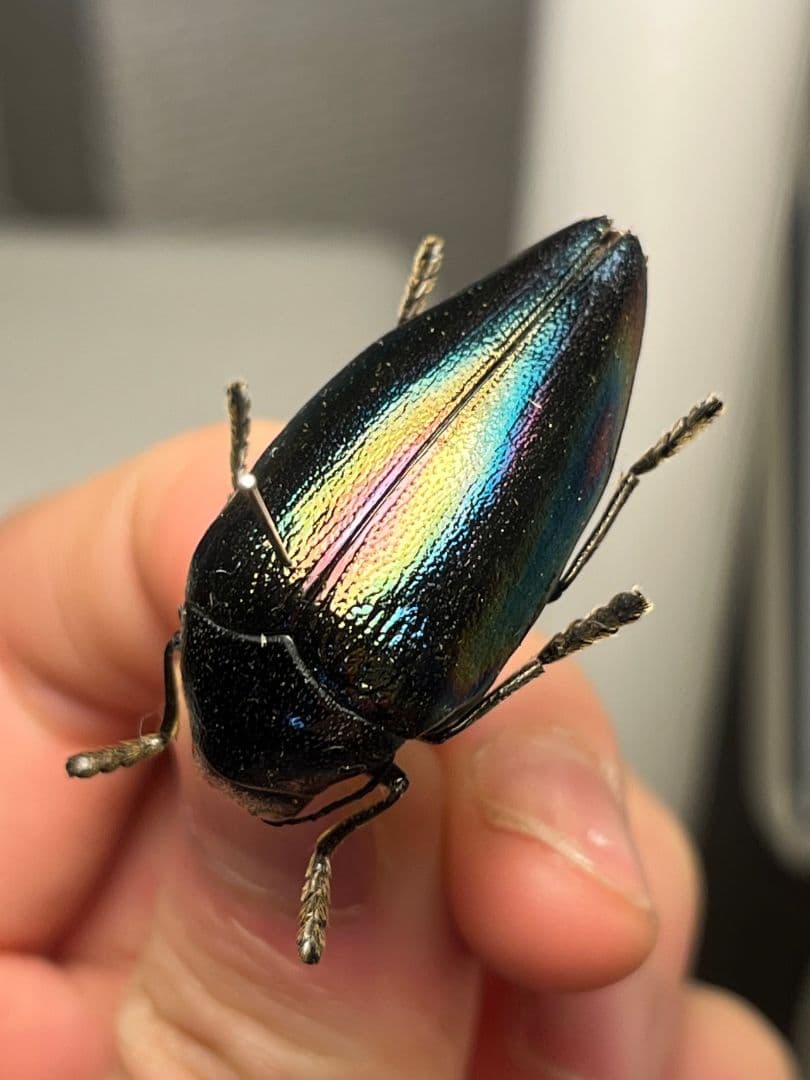 【34mm】ニジイロフトタマムシ フトタマムシ スハンダエ プラチナコガネ標本