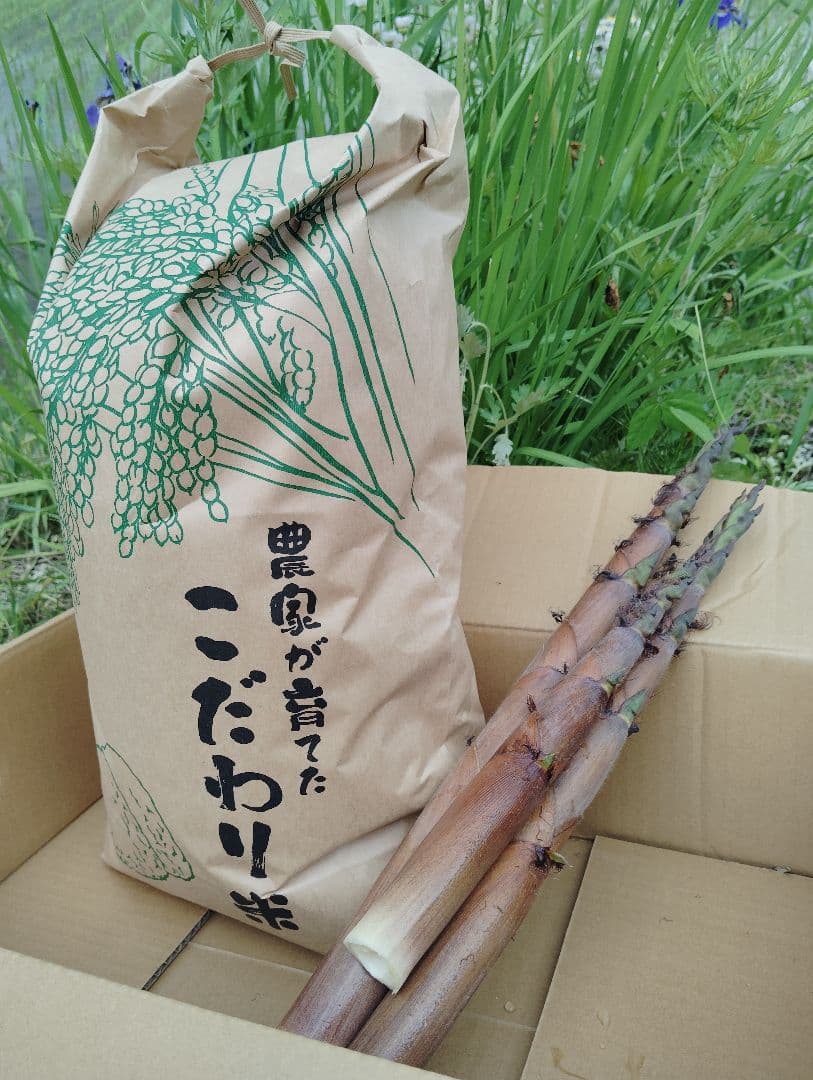 信州産コシヒカリ10㎏(精米済・令和6年収獲) タケノコご飯用筍3本付き