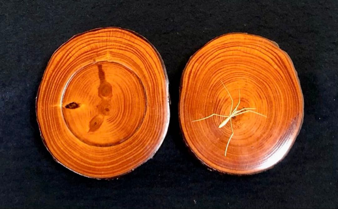 【美品】「母」アメンボ 水面 蒔絵 松材 香合 道場 宗廣 共箱(122A⑤)