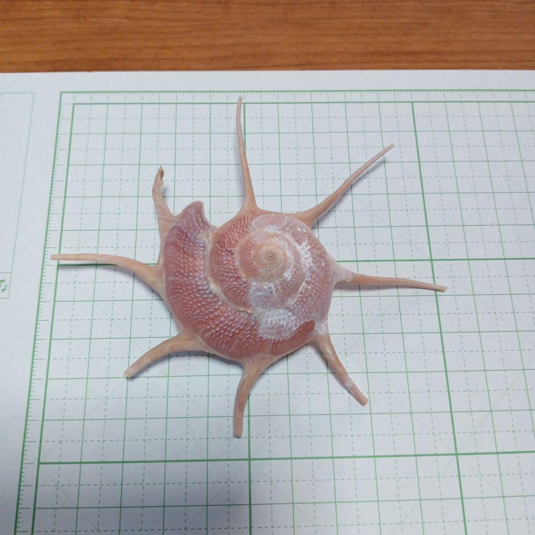 貝殻標本　ハリナガリンボウ　（蓋つき）