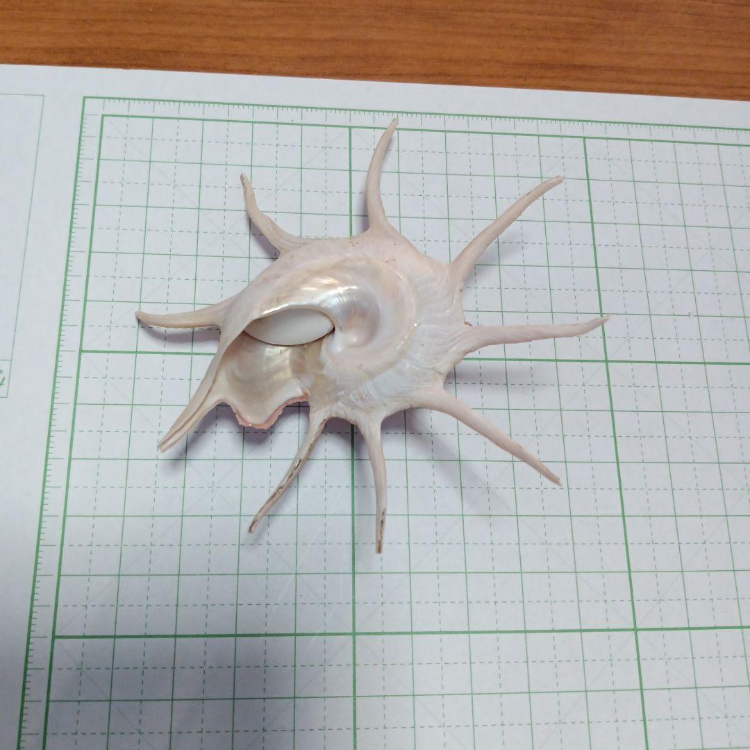 貝殻標本　ハリナガリンボウ　（蓋つき）