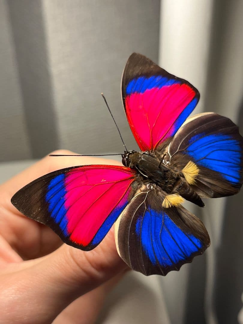 【極美PINK】アグリアスクラウディナサルダナパルス♂ ミイロタテハ 蝶標本