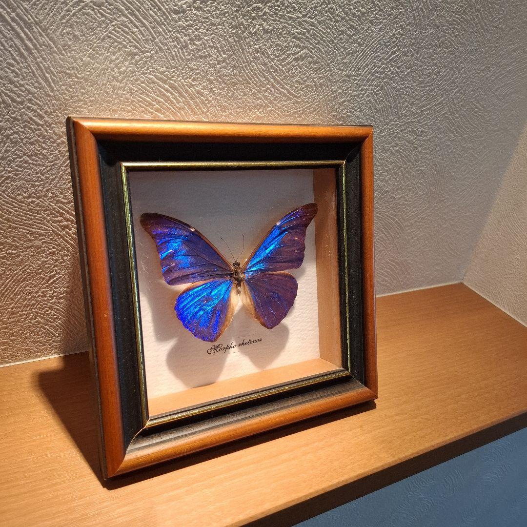 Morpho rhetenor蝶　レテノールモルフォ　標本
