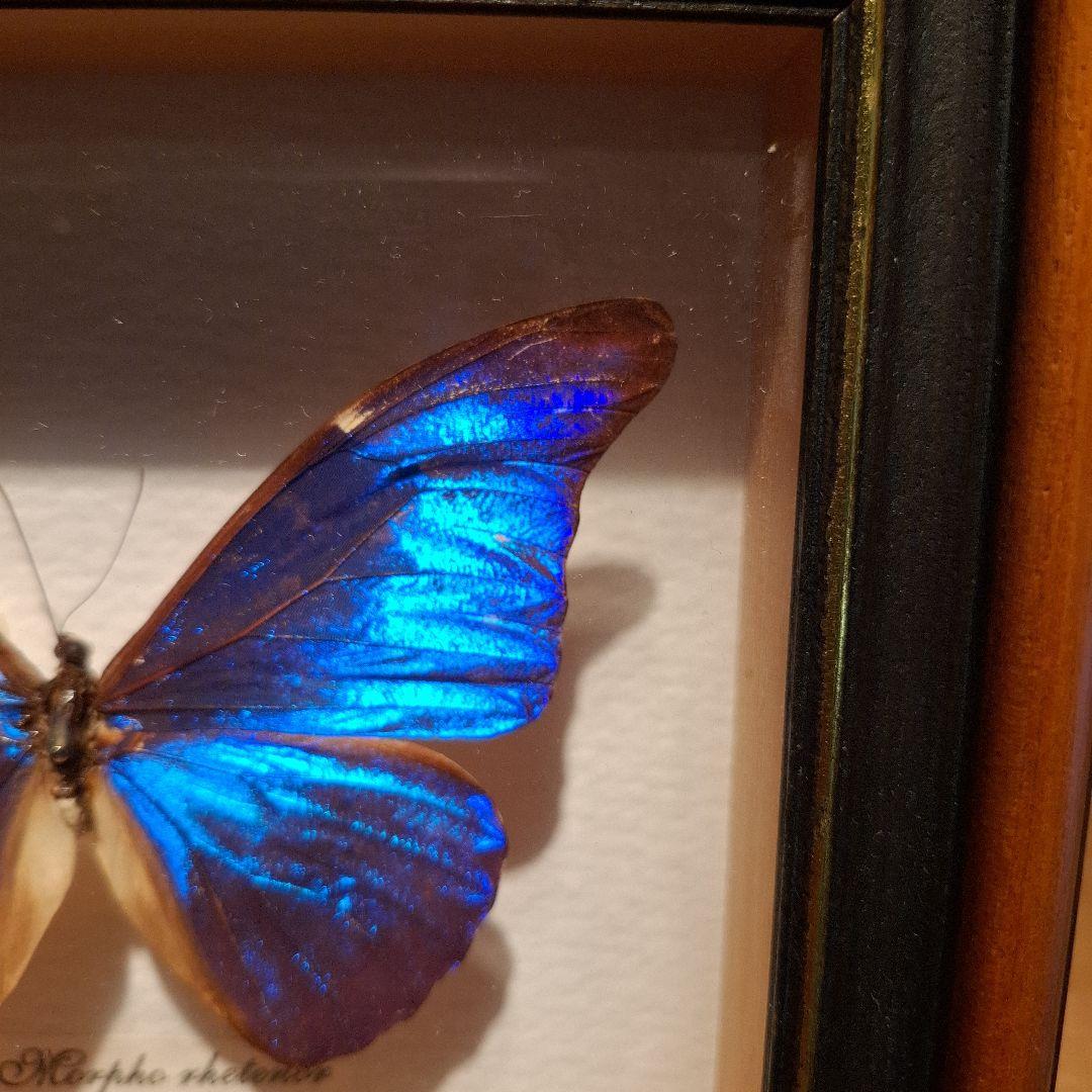 Morpho rhetenor蝶　レテノールモルフォ　標本