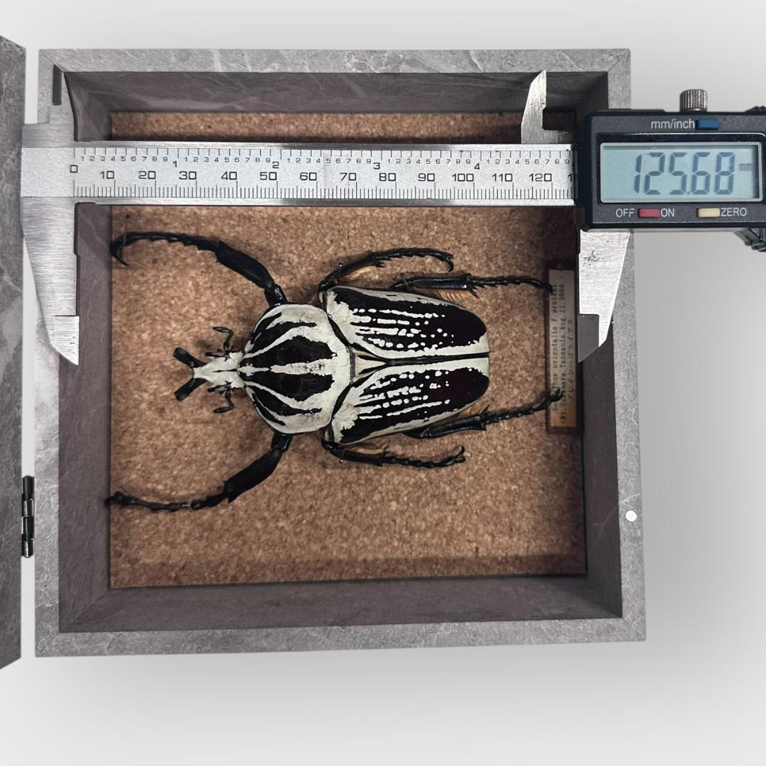 桐箱入り　　プレイシーゴライアス　 雄　オス　標本　　タンザニア産