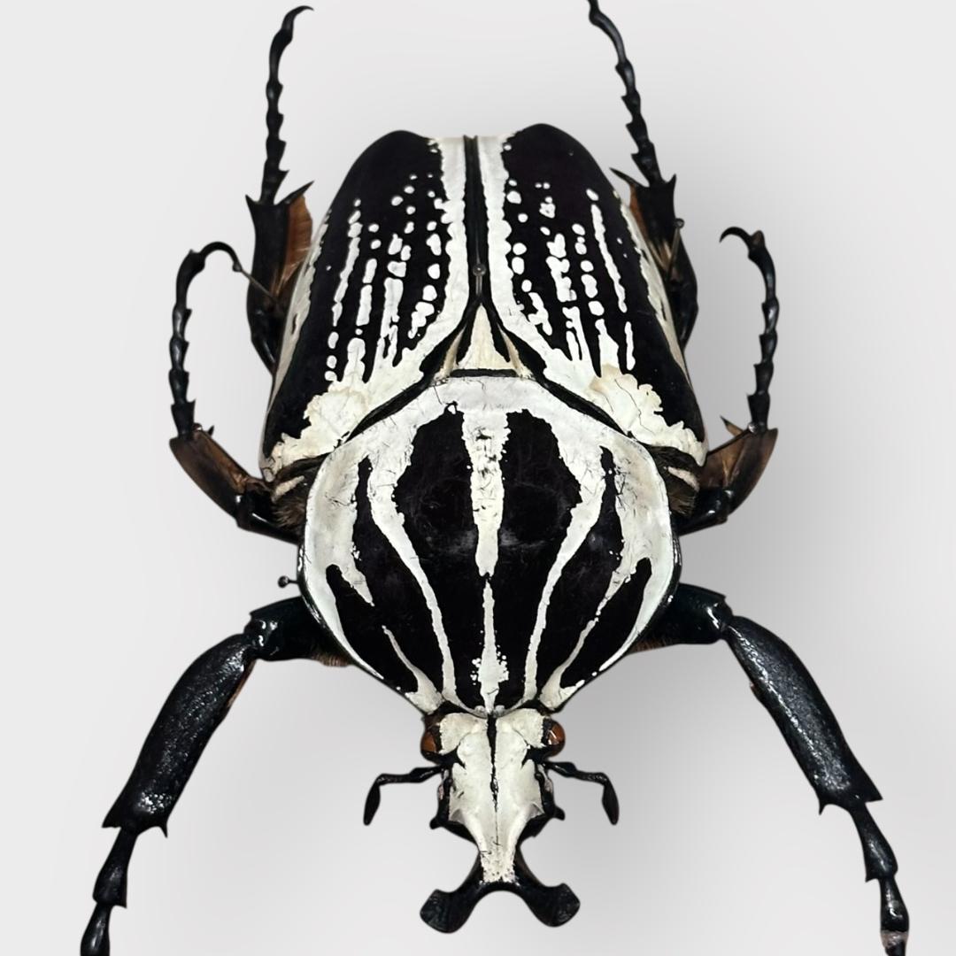 桐箱入り　　プレイシーゴライアス　 雄　オス　標本　　タンザニア産